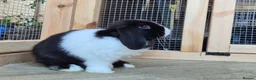 Mini Lop rabbits for sale: Mini lops 5 does 1 buck available  8 weeks old  - Advert 2