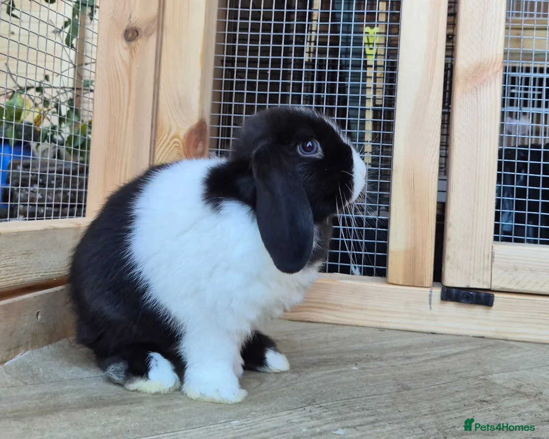 Mini Lop rabbits for sale: Mini lops 5 does 1 buck available  8 weeks old  - Advert 2