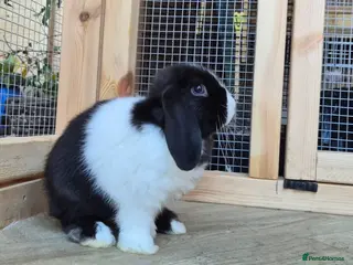 Mini Lop rabbits Mini lops 8 weeks old 01/10/2026 - Advert 3