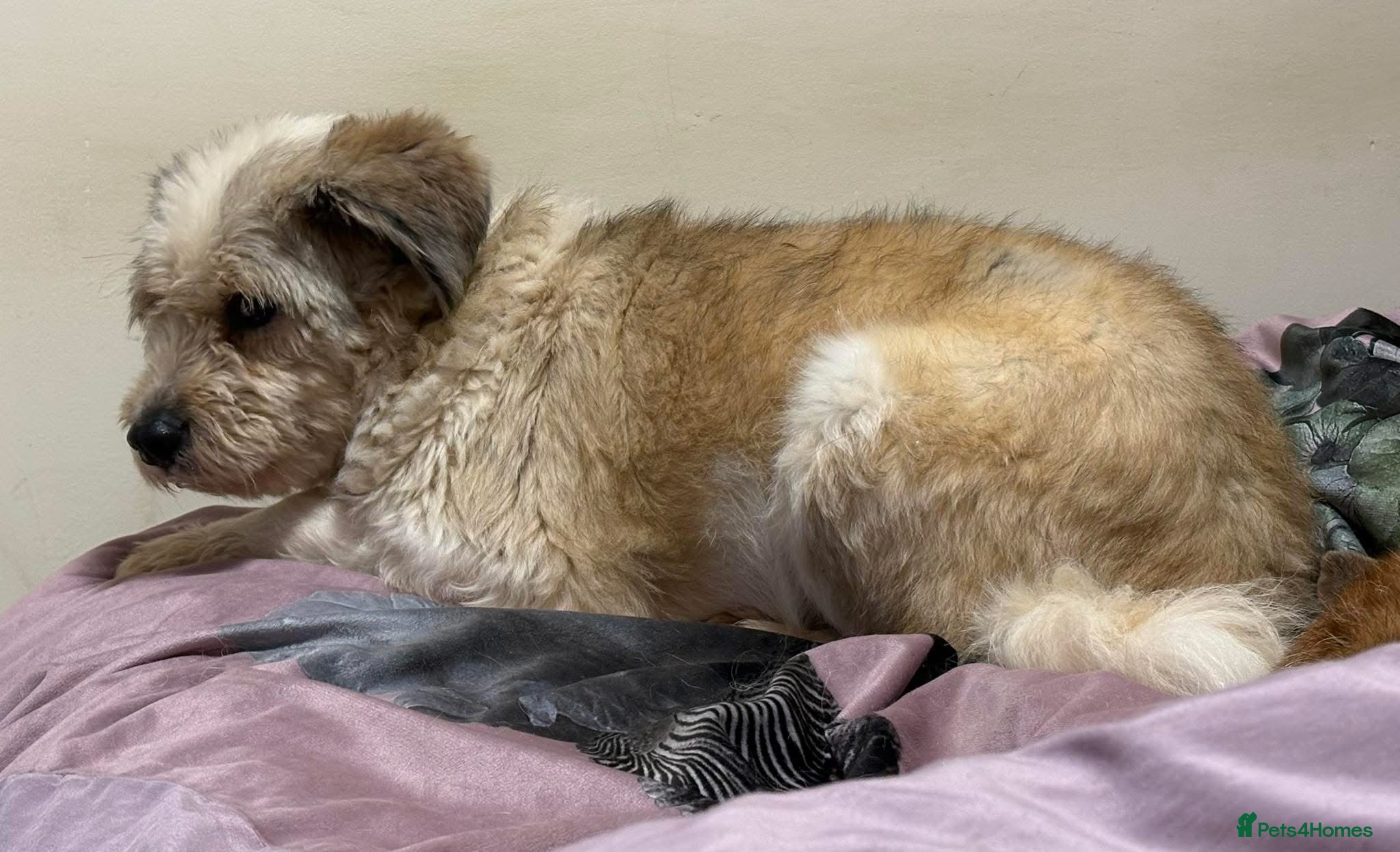 Kim - Norwich Norfolk — Mixed Breed