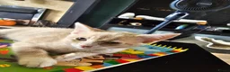 Mixed Breed cats for sale: 4 adorable female kittens for sale  - Advert 27