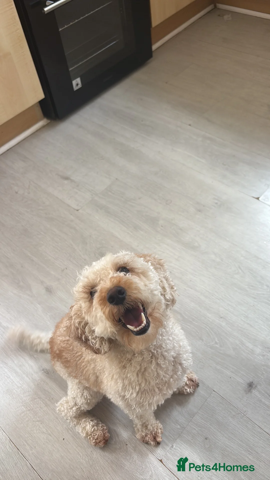 Cockapoo dogs for sale: 2 yr old apricot cockapoo - Advert 2