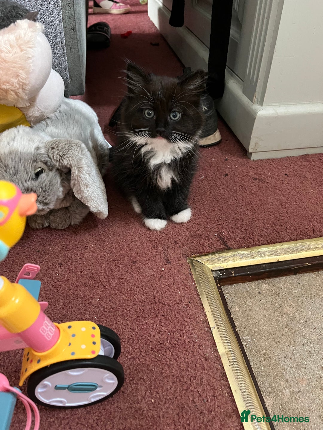 Mixed Breed cats for sale: READY NOW 3 beautiful friendly kittens  - Image 13