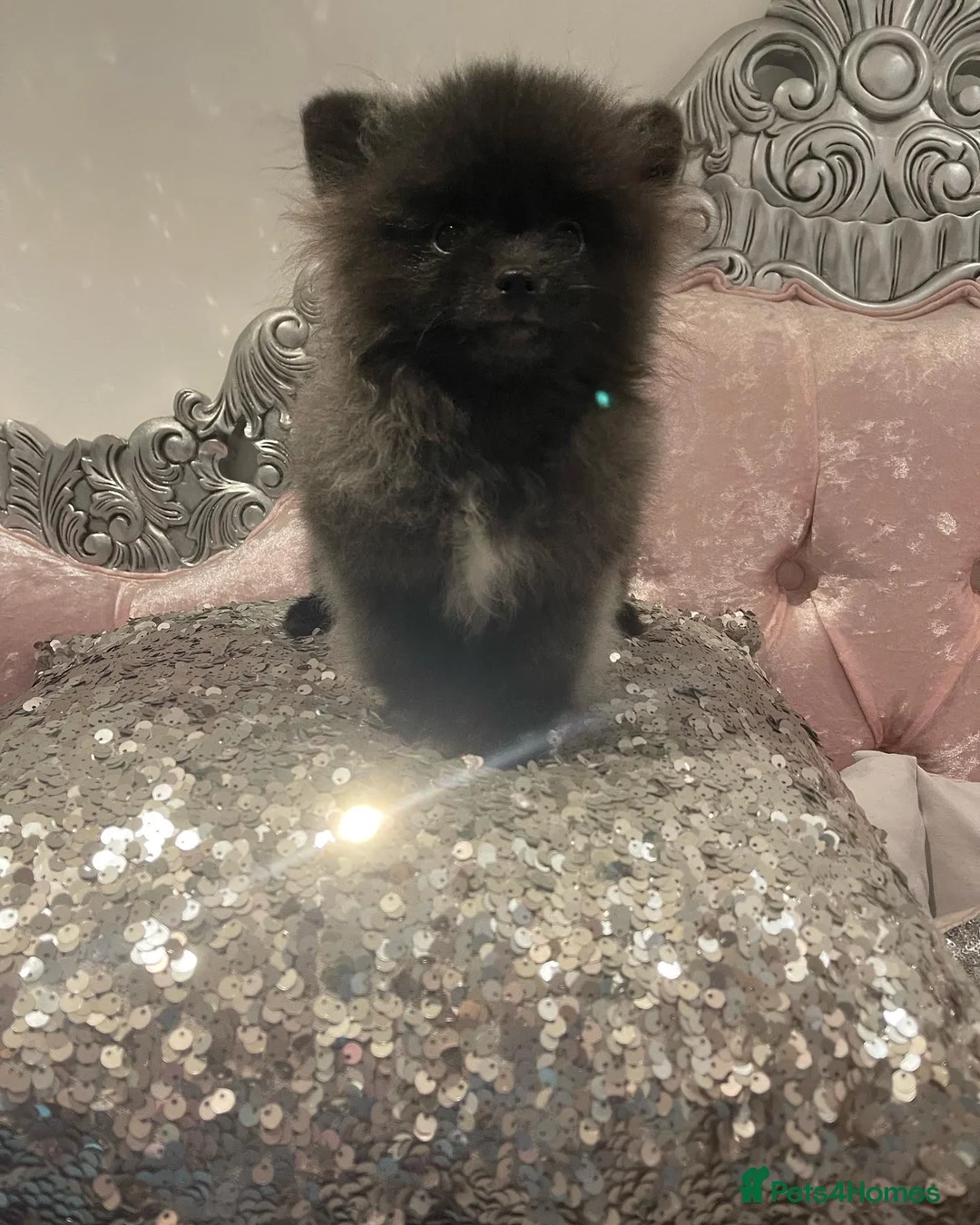 Pomeranian dogs for stud: STUNNING FENDI OPEN AT STUD 🏆CHAMPION SIRED🏆 in Grays - Advert 35