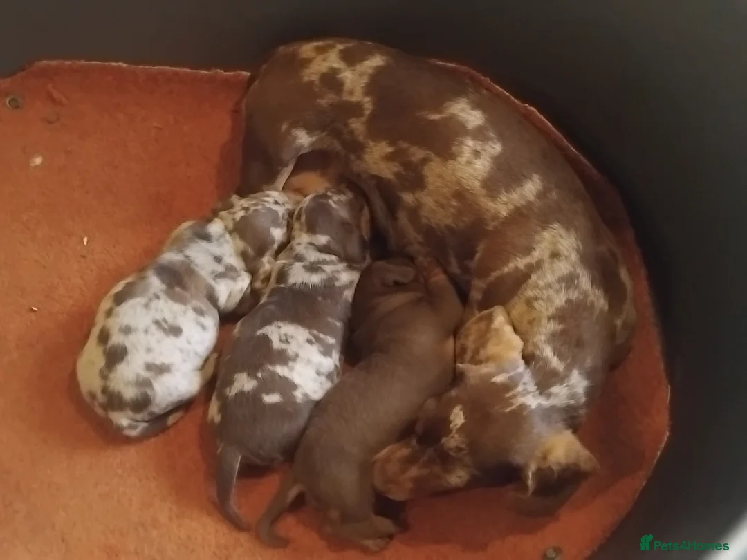 Miniature Dachshund dogs for sale: Miniature dashchund puppy - Advert 5