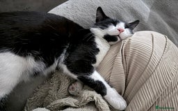 Domestic Shorthair cats for sale: Black domestic shorthair female - Image 6
