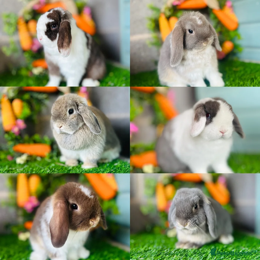 Mini Lop rabbits for sale: Mini Lops Available - Advert 2