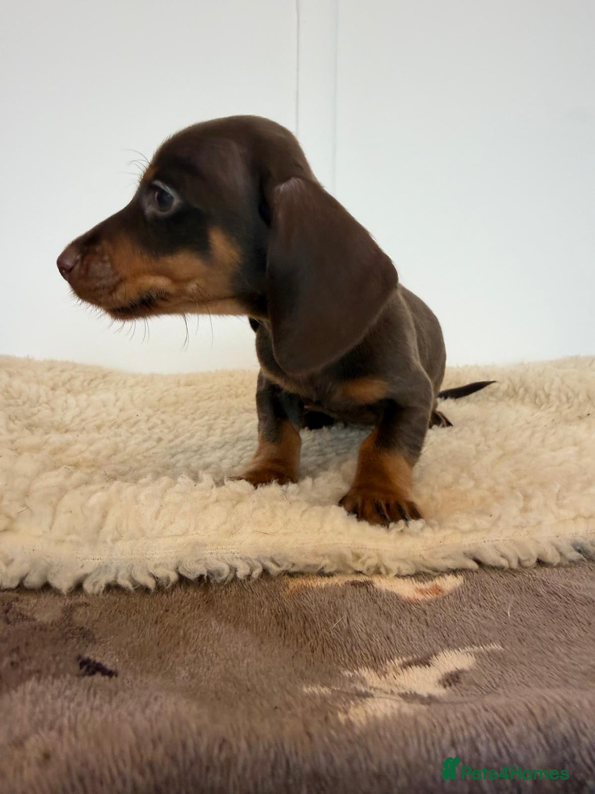 Miniature Dachshund dogs Beautiful Chocolate & Tan Dachshund Pups Ready Now - Advert 1