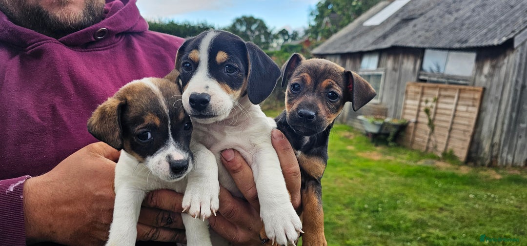 Mixed Breed dogs for sale: Gorgeous Jack Russell x Dachshund Puppies in Welshpool - Image 1