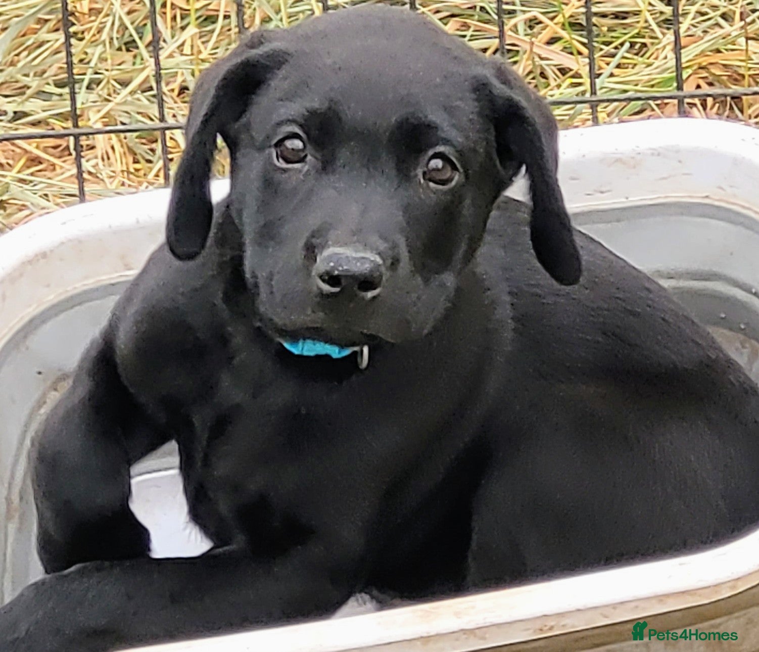 Labrador Retriever dogs KC Reg Black Lab Pups–Ready for Their New Homes - Advert 13