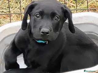 Labrador Retriever dogs KC Reg Black Lab Pups–Ready for Their New Homes - Advert 13