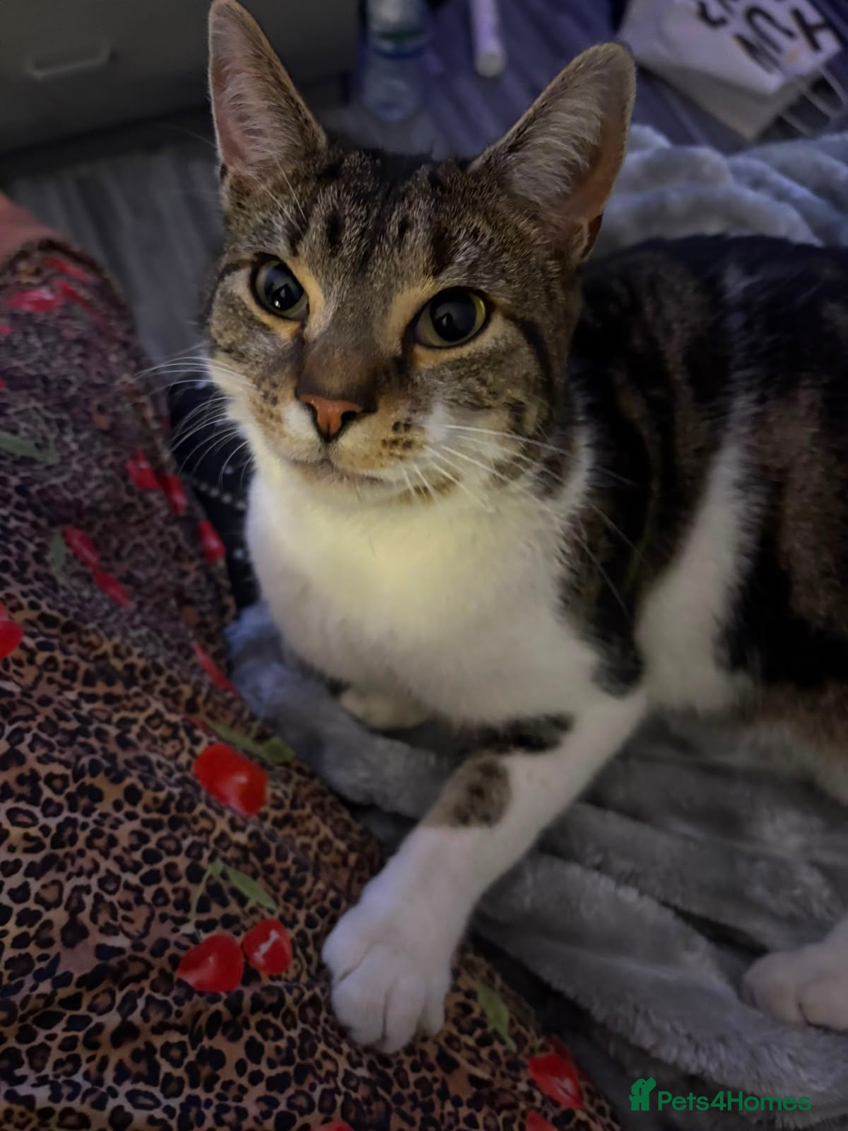 Domestic Shorthair cats Toastie  - Advert 2