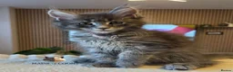 Maine Coon cats for sale: Maine coon kittens - Advert 21