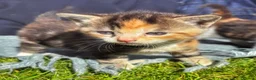 Mixed Breed cats for sale: Gorgeous Moggie Kittens - Advert 4