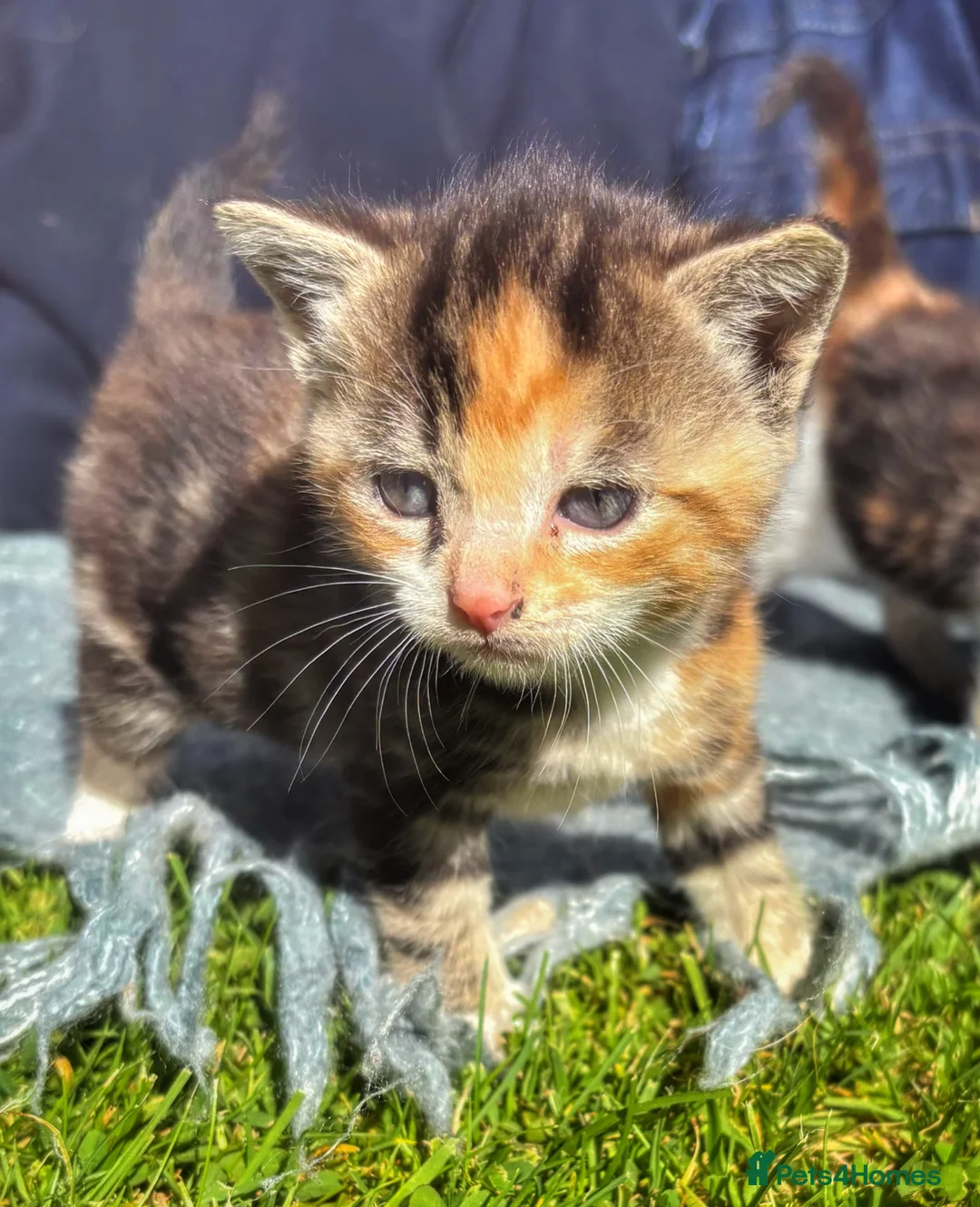 Mixed Breed cats for sale: Gorgeous Moggie Kittens - Advert 4