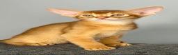 Abyssinian cats for sale: 1 sorrel Abyssinian Kitten left , Champion Line  - Advert 12