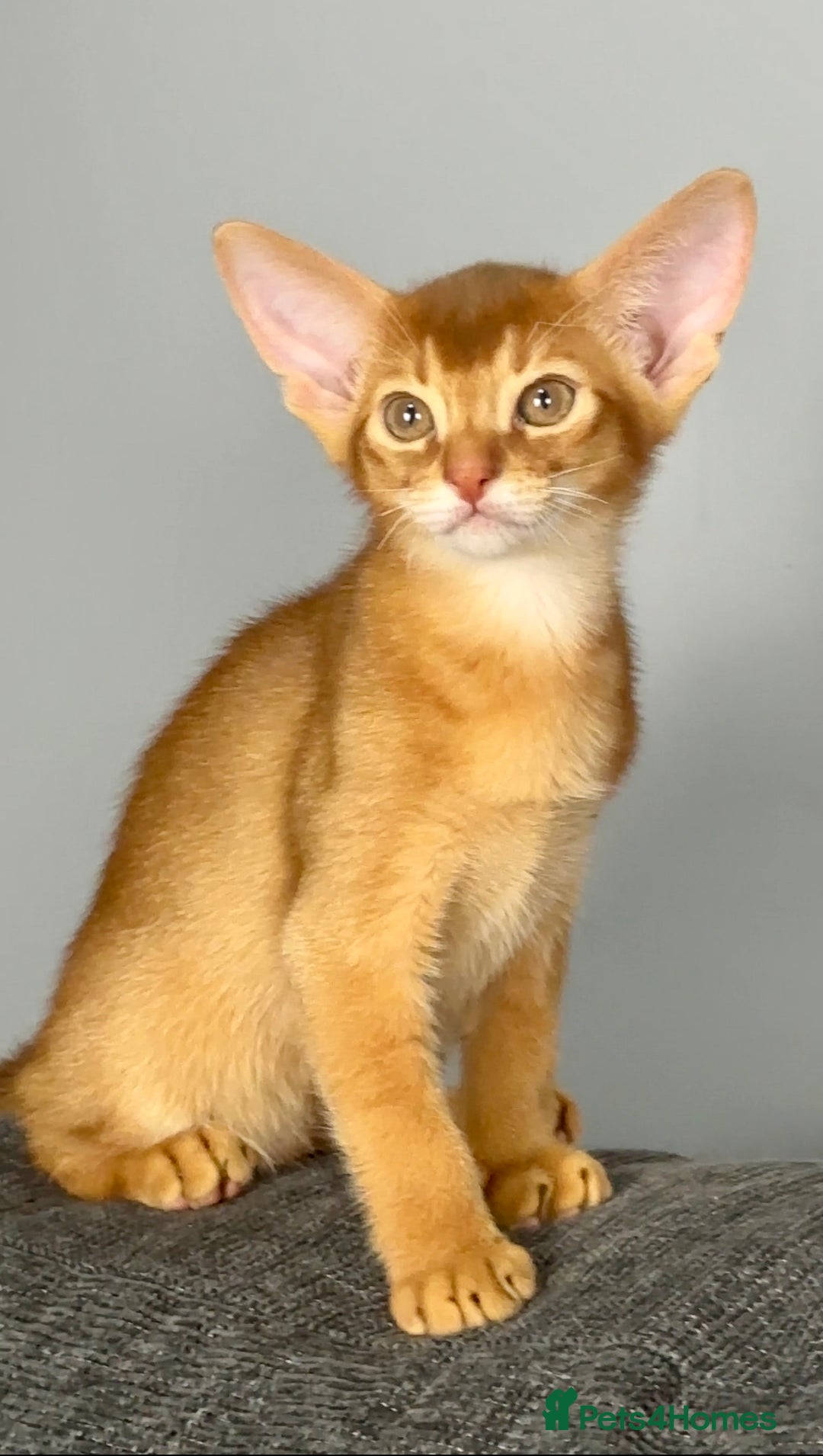Abyssinian cats for sale: Stunning sorrel and usual Abyssinian kittens  - Image 12