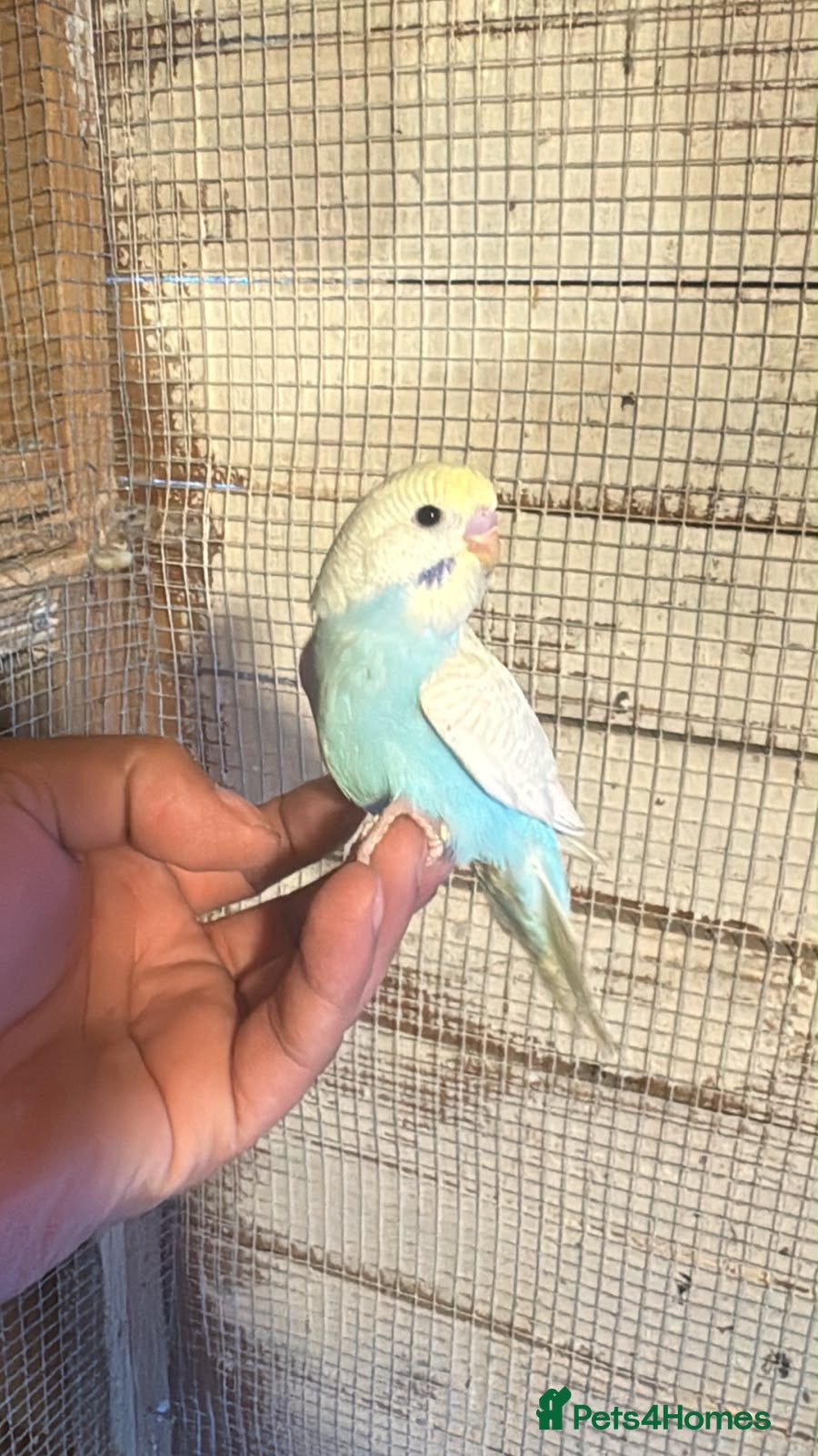 Budgerigars birds Budgies for sale £40 each collection mk404nn - Advert 5