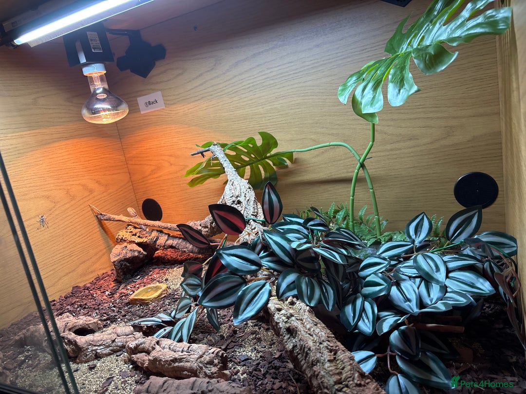 Bearded Dragon reptiles for sale: 2 male Rankins Dragon babies  - Advert 4