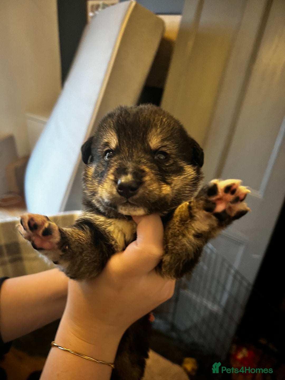 Mixed Breed dogs for sale: Bernese X Huskydor Pups - Advert 3