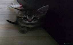 Mixed Breed cats for sale: Kittens  - Image 7