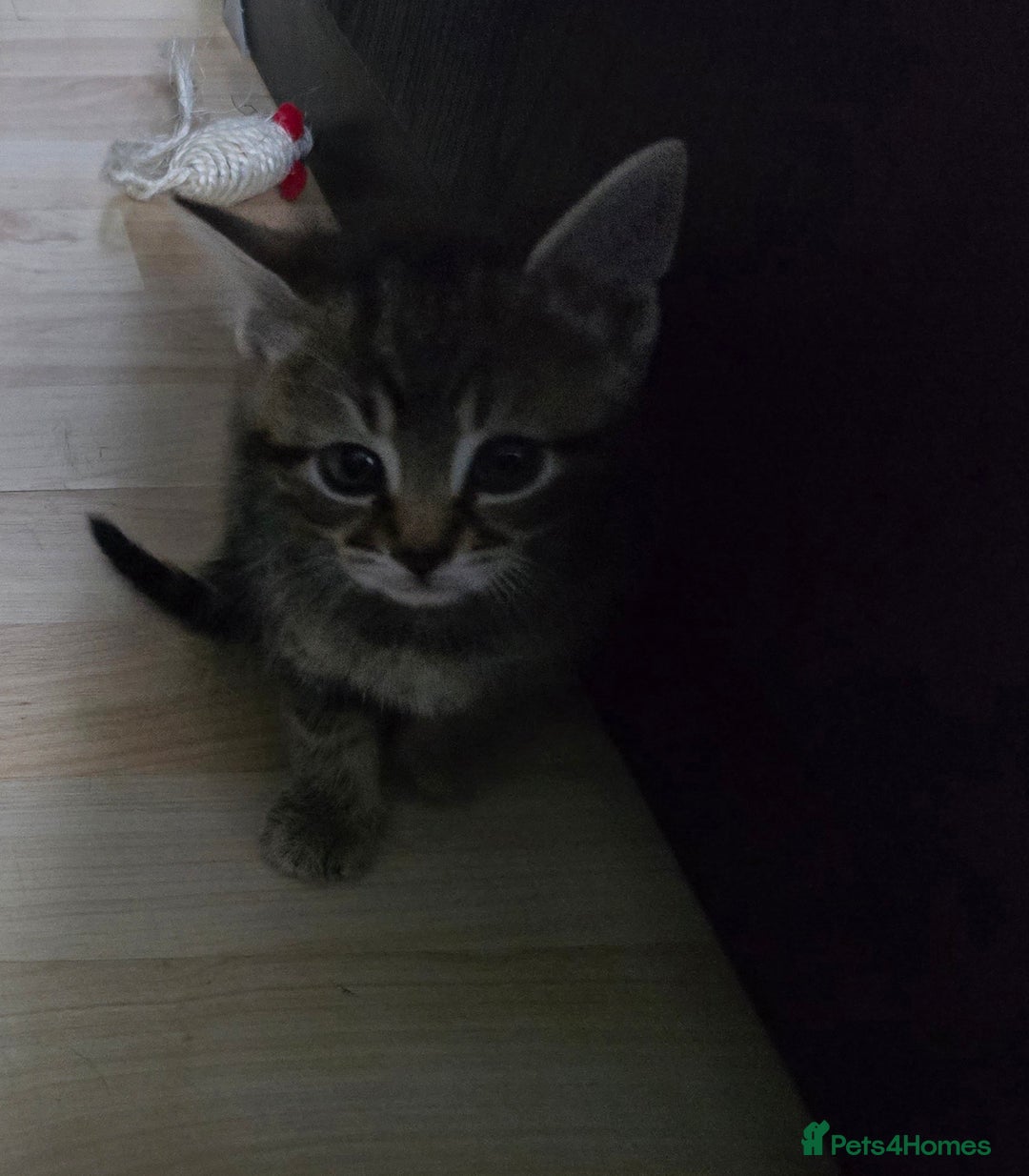 Mixed Breed cats for sale: Kittens  - Image 7