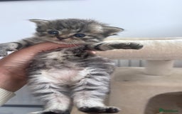 Persian cats for sale: Beautiful persian chinchilla tabby kittens  - Image 4