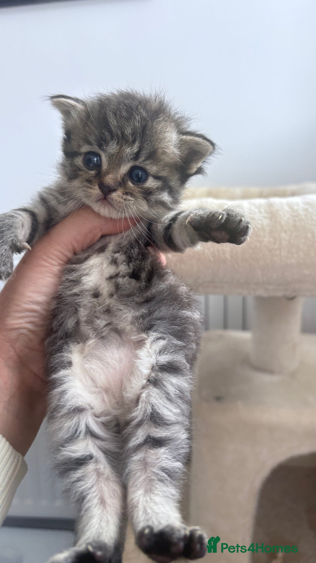 Persian cats for sale: Beautiful persian chinchilla tabby kittens  - Image 4