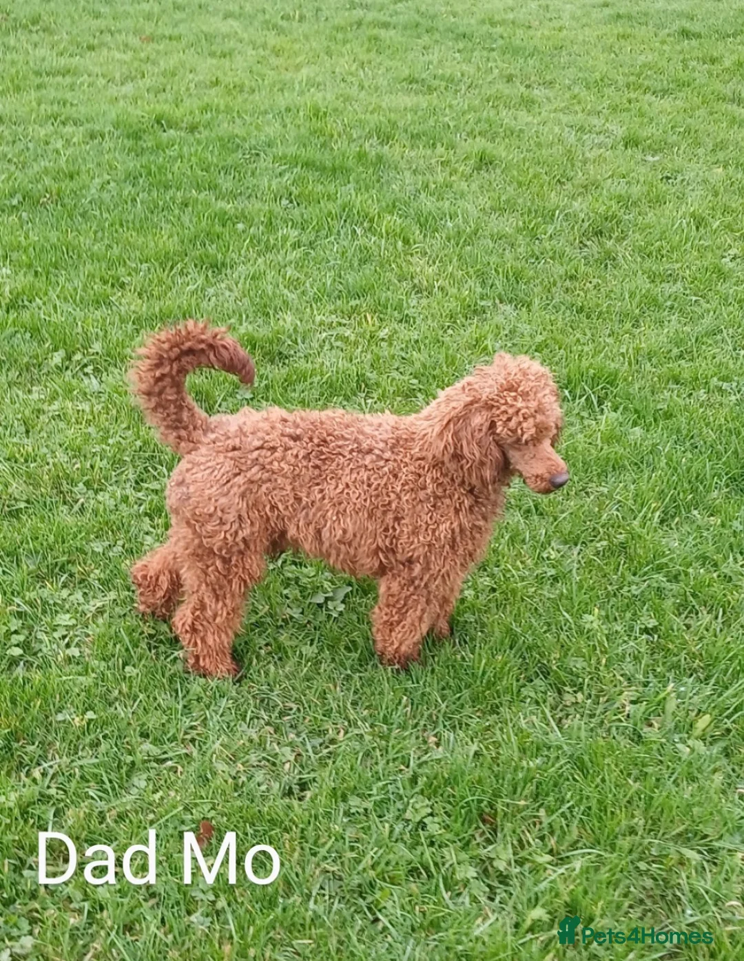 Cavapoo dogs for sale: Stunning litter of F1B Cavapoo puppies  - Advert 3