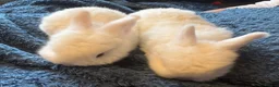 Mini Lop rabbits for sale: Pure bred mini lop bunnies - Advert 2