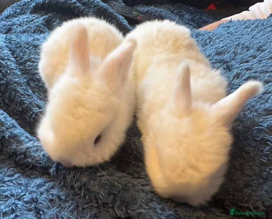 Mini Lop rabbits for sale: Pure bred mini lop bunnies - Advert 2