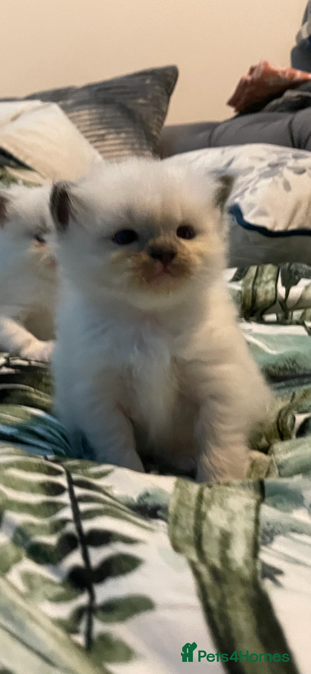 Ragdoll cats for sale: 2 female ragdolls for sale  - Advert 3