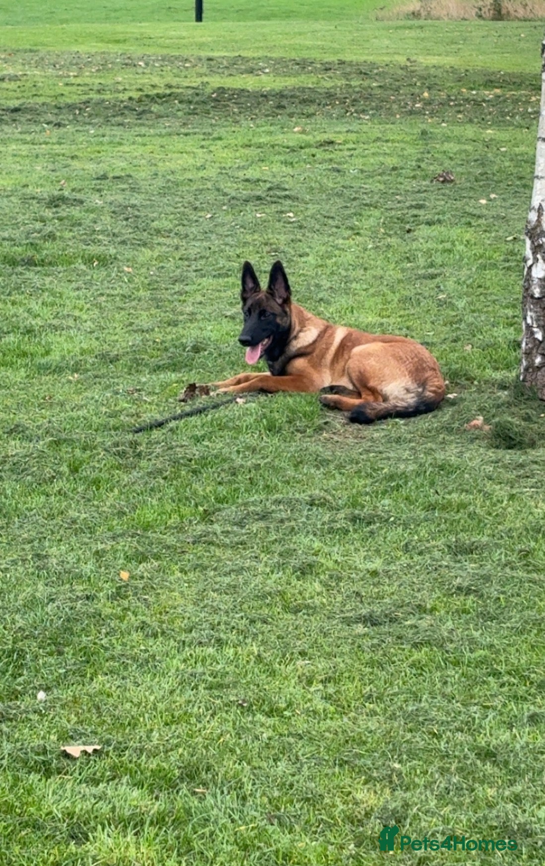Belgian Shepherd Dog dogs Kilo  - Advert 1