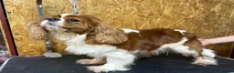 Cavalier King Charles Spaniel dogs for adoption: 🐾 FIFI – Female Cavalier King Charles Spaniel 🐾 in West Malling - Advert 3