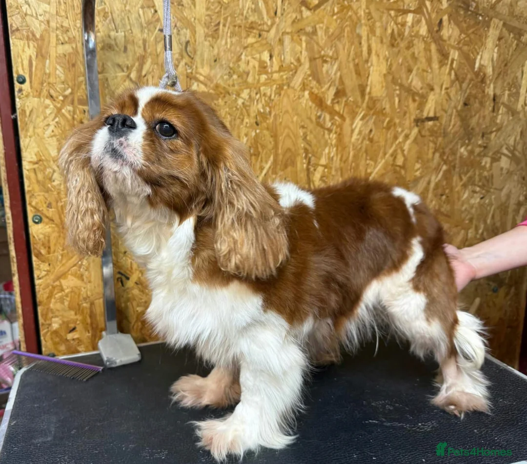 Cavalier King Charles Spaniel dogs for adoption: 🐾 FIFI – Female Cavalier King Charles Spaniel 🐾 in West Malling - Advert 3
