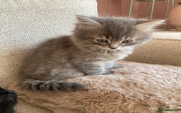 Siberian cats for sale: Siberian x British Shorthair Girls  - Image 14