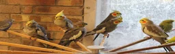Cockatiels birds for sale: Young Cockatiels  - Advert 7