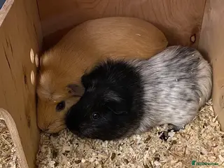 Guinea Pig rodents Two female Guinea pigs 2 and 3 years old - Advert 3