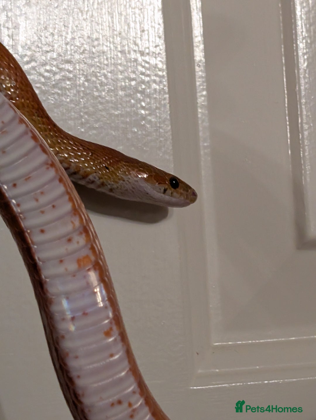 Corn Snake reptiles for sale: Mix of beautiful colourful corn snakes for sale - Image 13