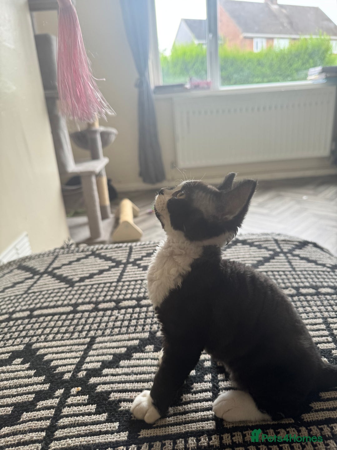 Devon Rex cats for sale: Aramis - Only 2 left Devon Rex Kittens – Exceptional Type  - Image 22