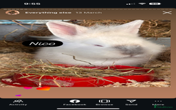 Mixed Breed rabbits for sale: Male rabbits  - Image 1