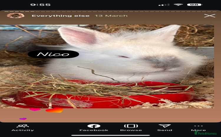 Mixed Breed rabbits for sale - Advert 1
