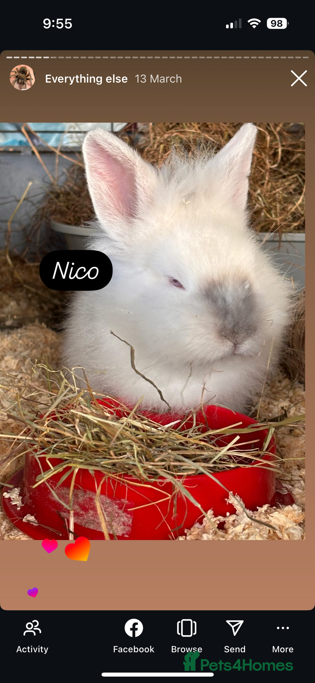 Mixed Breed rabbits for sale: Male rabbits  - Image 1
