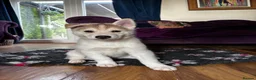 Siberian Husky dogs for sale: Exceptional Siberian Husky x Gsd Puppy - Advert 5