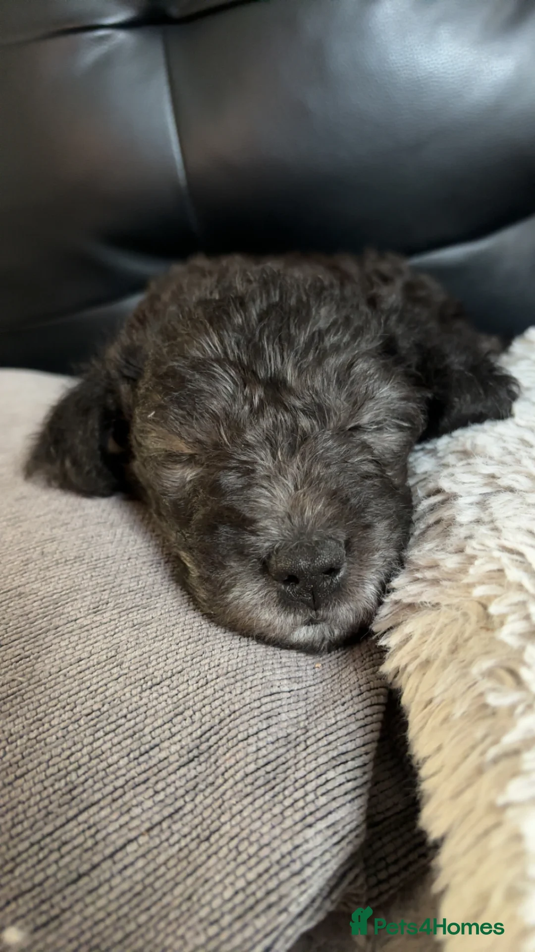 Bedlington Terrier dogs for sale: Bedlington terrier puppies  - Advert 7