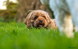 Mixed Breed dogs for sale: Cavapoochon Pups Wait List South Yorkshire - Image 11