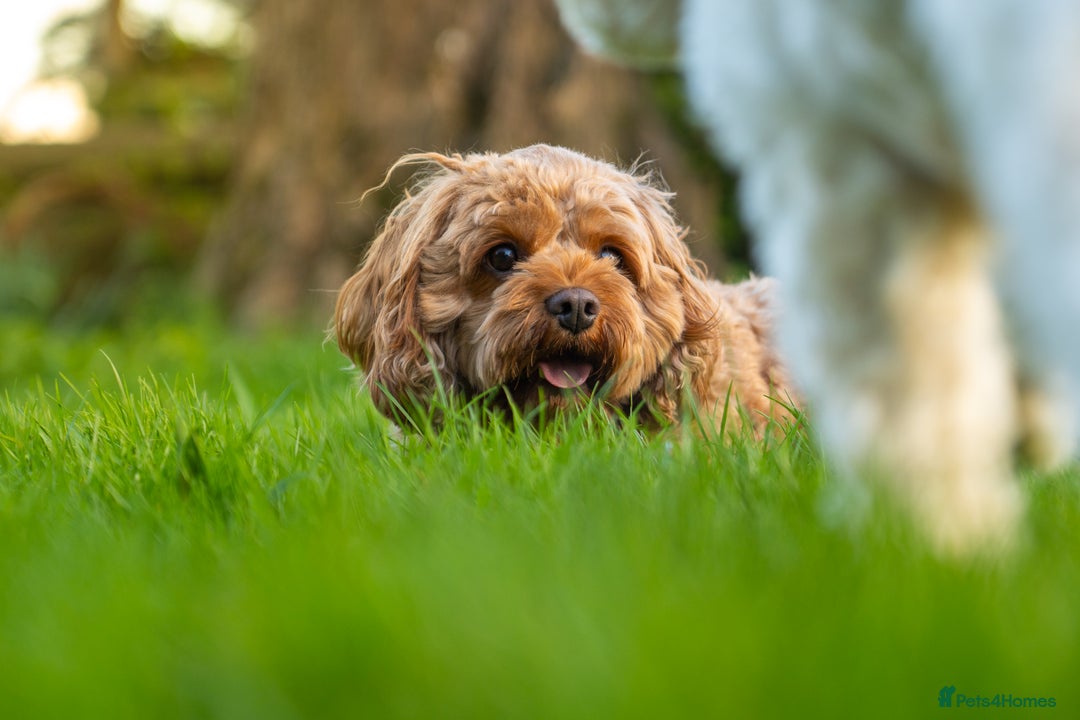 Mixed Breed dogs for sale: Cavapoochon Pups Wait List South Yorkshire - Image 11