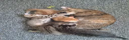 Mixed Breed cats for sale: Bengamese mix litter - Advert 4