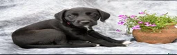 Bedlington Terrier dogs for sale: 3/4 Bedlington 1/4 whippet - Advert 14