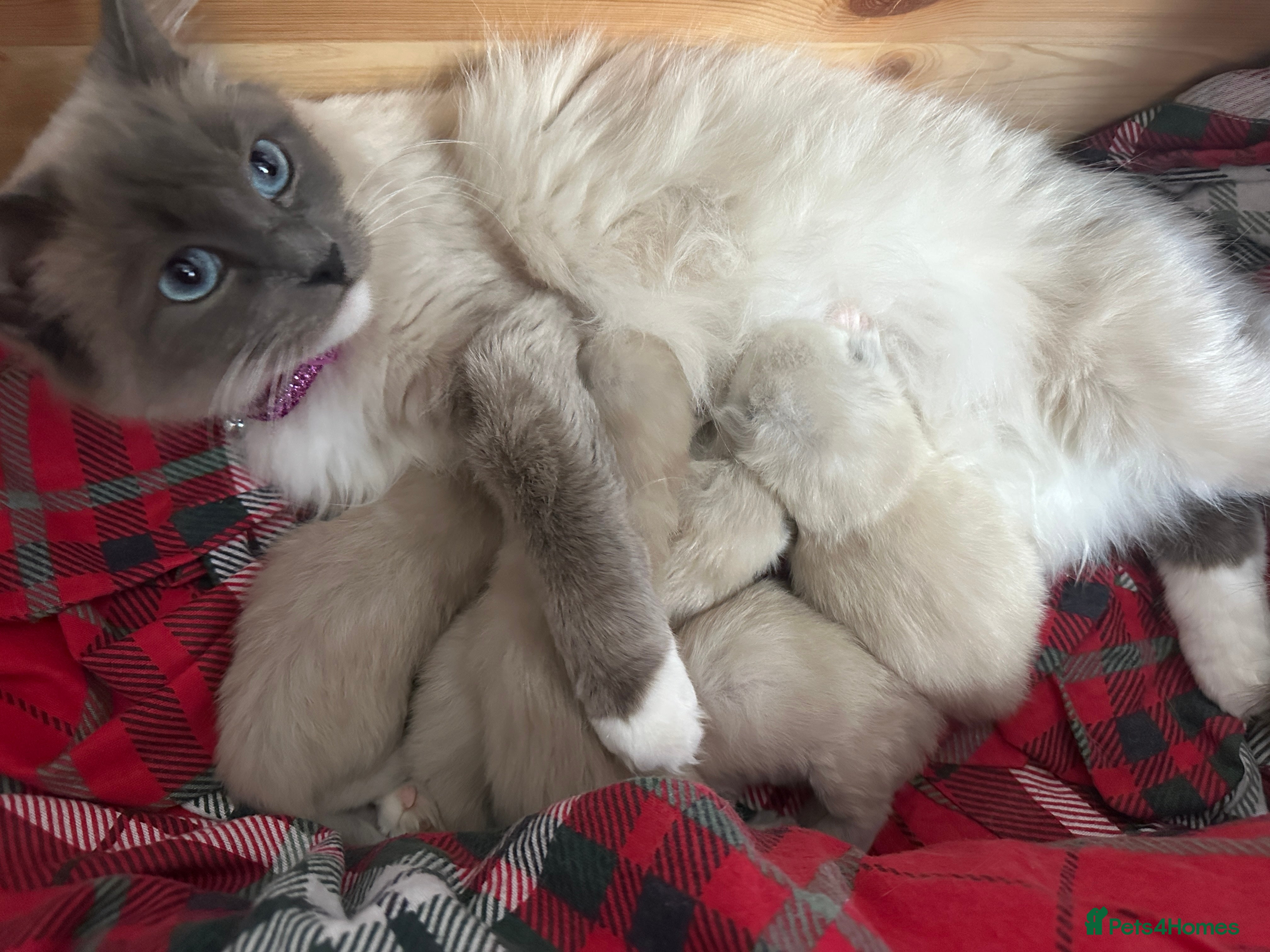 Ragdoll cats for sale: Pure Blue Ragdoll kittens  - Advert 3